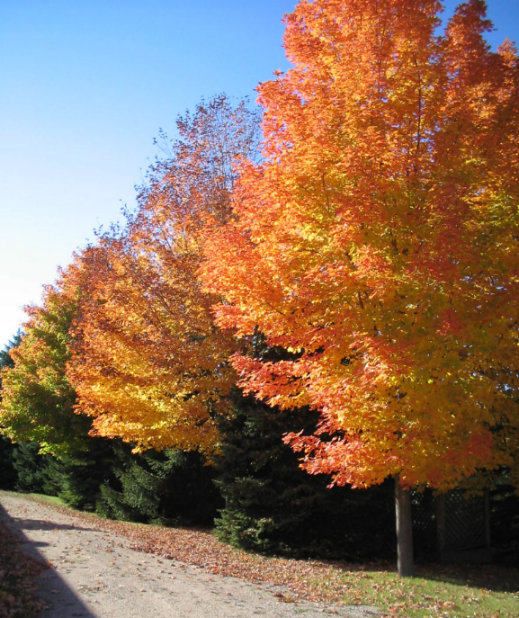 Enclosure path in Fall